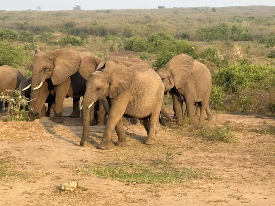 Conservation First activity