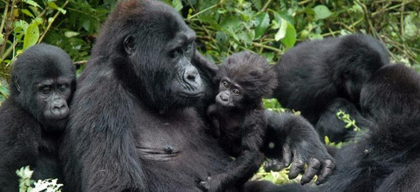 4 Days Bwindi Gorilla & Lake Bunyonyi