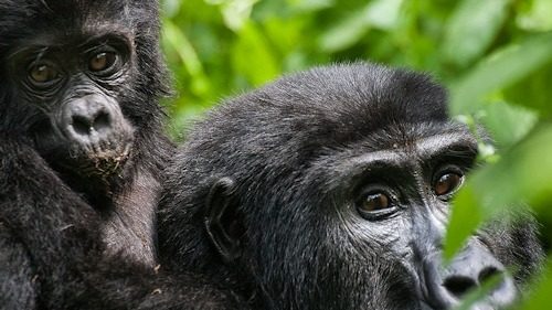gorilla looking curious at tourists in Bwindi national park on a Uganda safari tour
