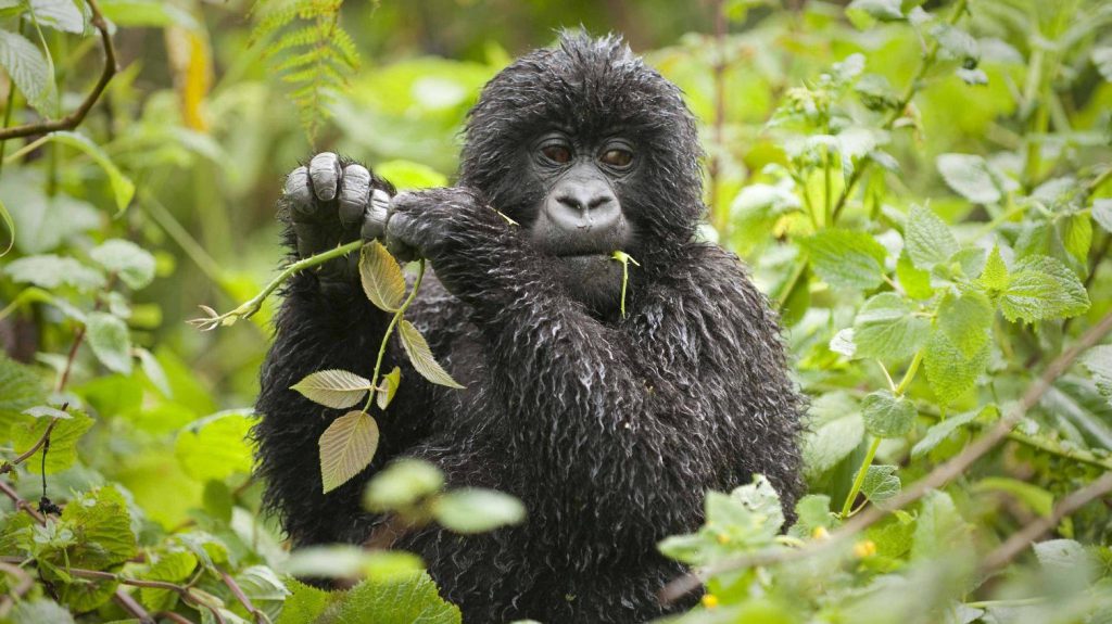 young gorilla eating a tree seedling after a rain pour in bwindi national park