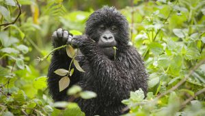 3 Days Gorilla Safari tours