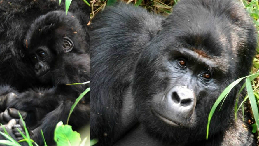 father and baby gorillas in bwindi national park having a happy time