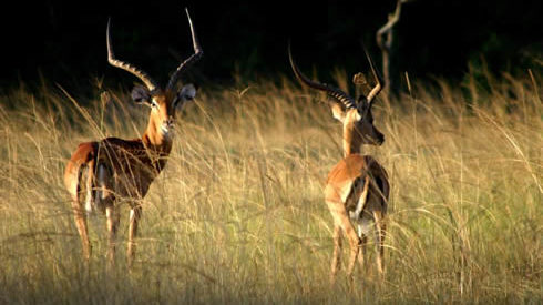 Uganda kobs grazing in tall grasses in Pian upe national park