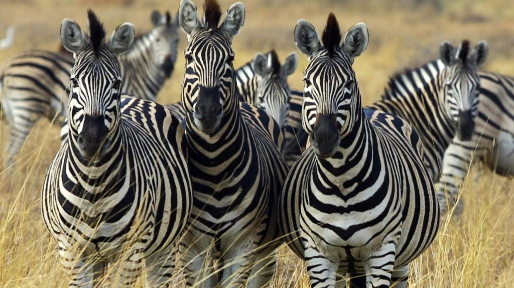 Zebras in Queen Elizabeth national park on a Uganda wildlife safari tour