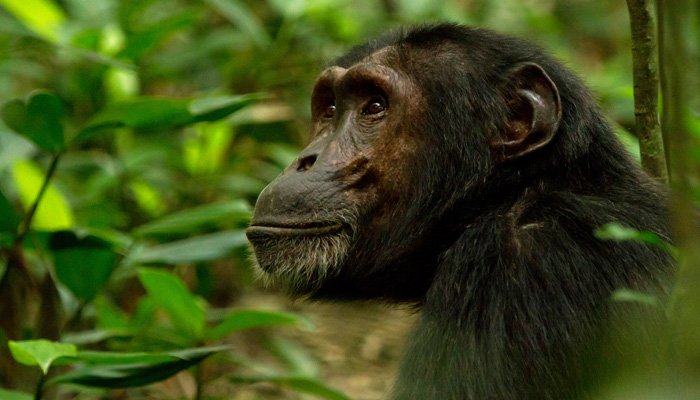 3 Days Kibale Chimpanzee Trekking Tour