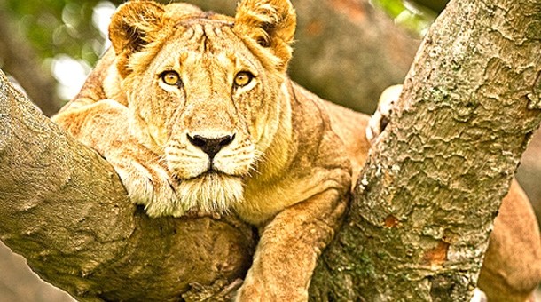A tree climbing lion in Queen Elizabeth national park during a Uganda safari tour