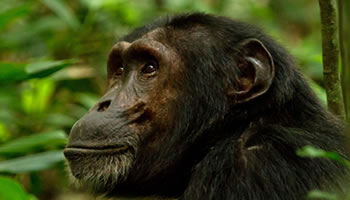 Chimpanzee on a Uganda tracking safari in Kibale forest national park