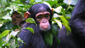  Rwanda Gorillas