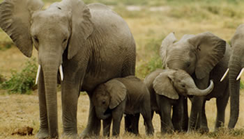 Rwanda elephants