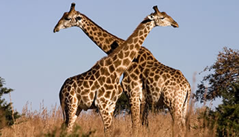 Rwanda wildlife giraffs