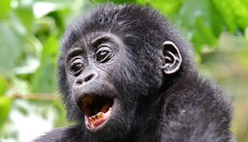 Rwanda Gorilla