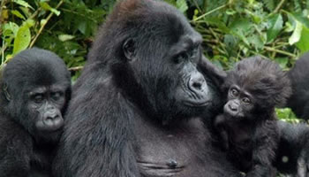 Rwanda Gorillas