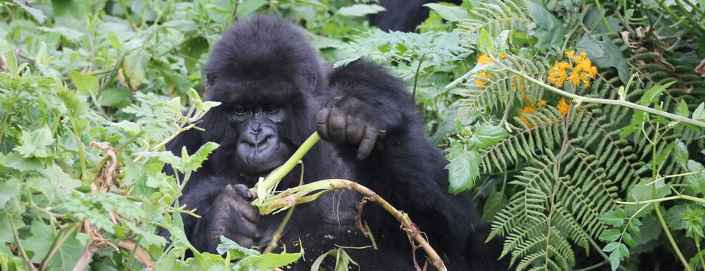 mountain gorilla eating a sugarcane on a gorilla trekking safari in bwindi national park