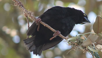 bird watching tours