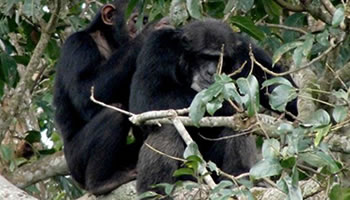 Chimpanzees in uganda