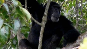 Rwanda safari chimpanzee