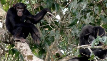  Kibale Chimpanzee