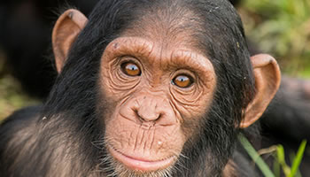 Chimpanzee viewing