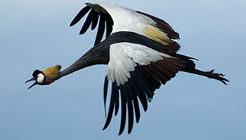 crested crane in birding safari in uganda
