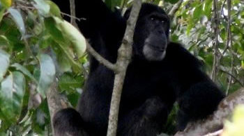chimpanzee in the tree looking at a fruit in the next tree in kibale national park
