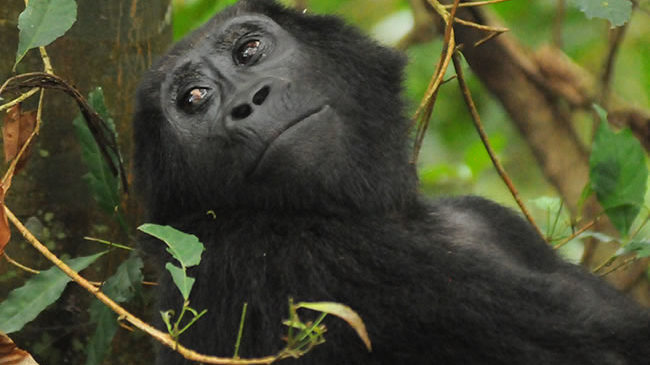 gorilla looking acting annoyed on a Rwanda gorilla trekking safari tour