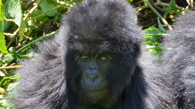 a gorilla doing sun bathing as it looks at tourist in bwindi national park on Uganda safari tour