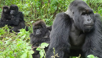 bwindi gorilla family