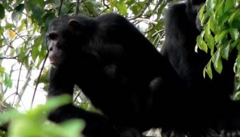 Ngamba Chimpanzee trekking safari tours 