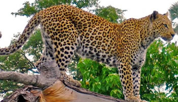 leopard in Murchison Falls National Park