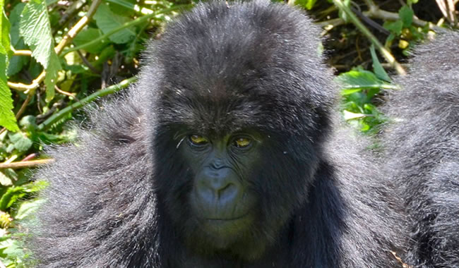 gorilla safari tours uganda