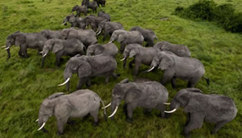 uganda elephants