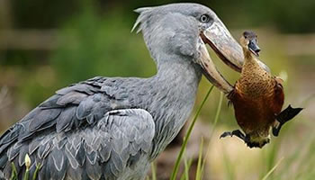 shoebill in birding safaris in uganda