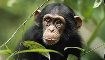 uganda Chimpanzee safari