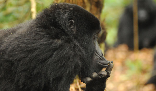6 Days Rwanda Uganda Safari