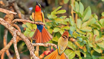 Uganda birds on a Uganda bird watching safari in Kibale national park
