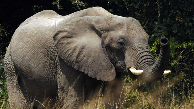 elephant on a 3 Days Queen Elizabeth National Park  Safari tour