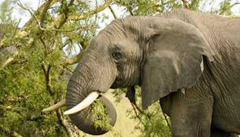Uganda Elephant feeding on a tree branch in Queen Elizabeth national park