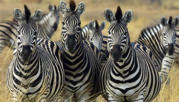 zebras in Queen Elizabeth