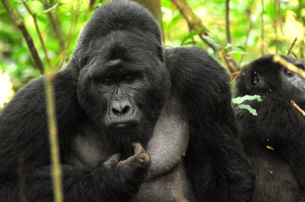 Male gorilla seen on a gorilla trekking experience in Bwindi national park