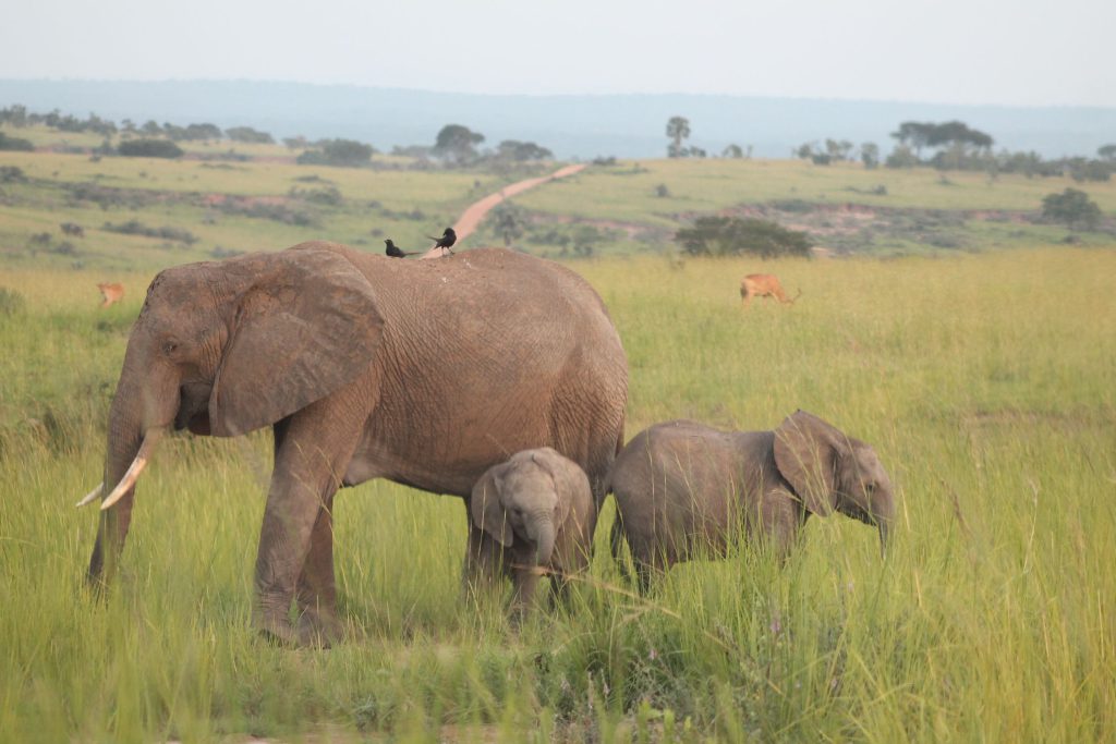 Elephants in Murchison falls grazing in the savanna grass during a uganda wildlife safari