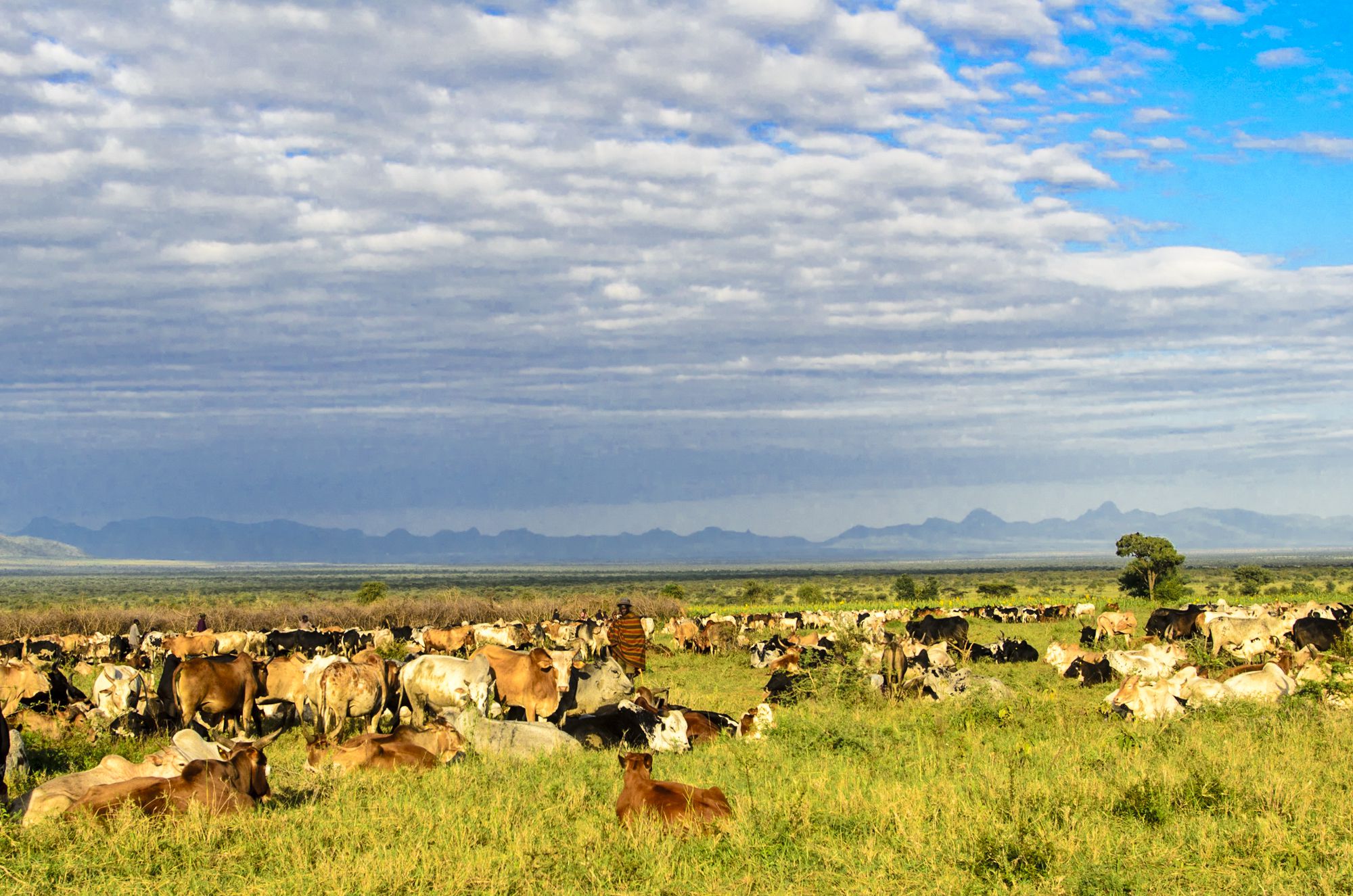 karamojong rearing cattle