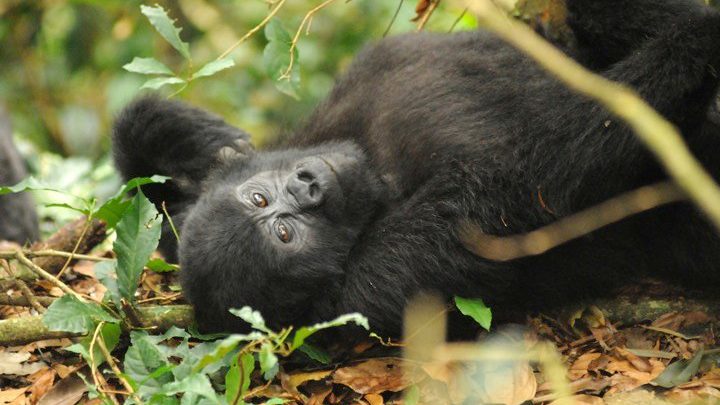 gorilla lying down on grass and tree leaves in Bwindi national park on a Uganda gorilla trekking safari