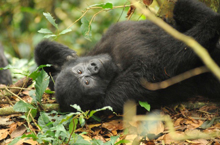 gorilla relaxing in tree leaves during Gorilla Trekking safari in Uganda