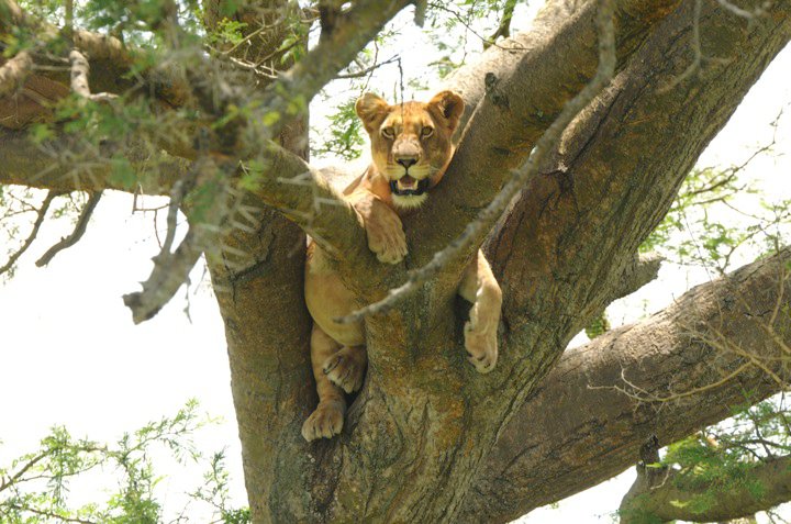A lion in one of Uganda’s Best Safari Destinations.