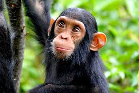 chimpanzee climbing a tree seen on a uganda chimpanzee safari tour