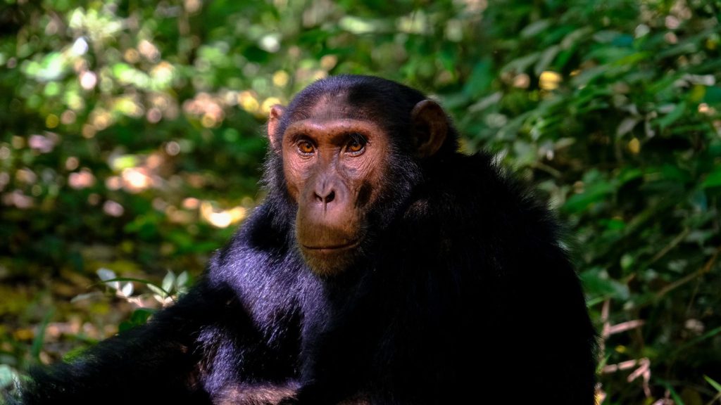 chimps during a Nyungwe national park on a Rwanda chimpanzee tracking safari tour