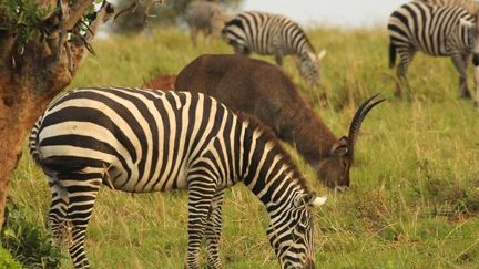 zebras and antelopes grazing during a Queen Elizabeth national park in uganda