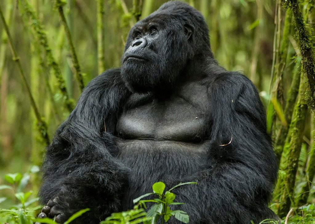 Gorilla with over grown far showing over grown on a Uganda gorilla trekking safari tour