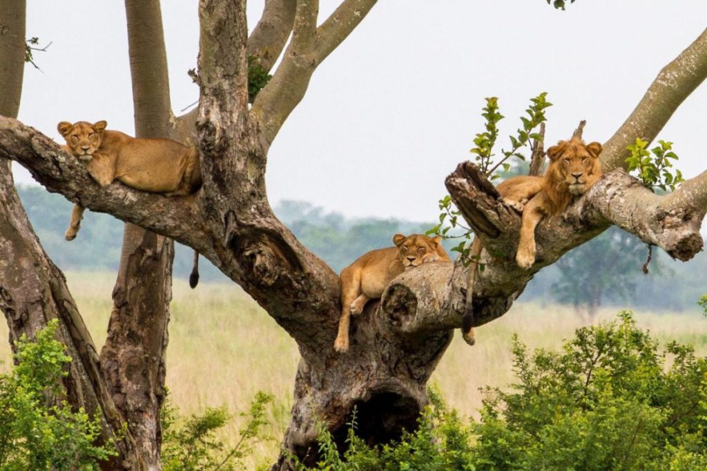 Tree climbing lions in Queen Elizabeth national park on a Uganda wildlife safari tour