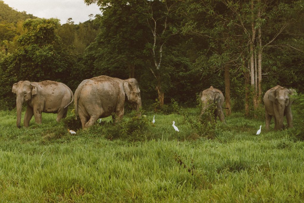 Elephants grazing in Murchison falls seen on a Uganda Wildlife Safari tour